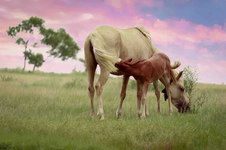 mare feeding foal ( baby horse and mother horse)