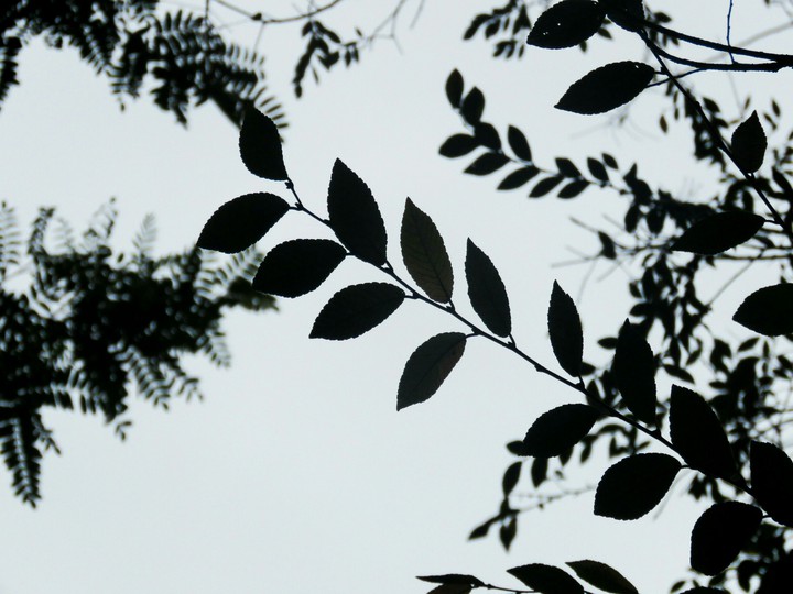 leaves