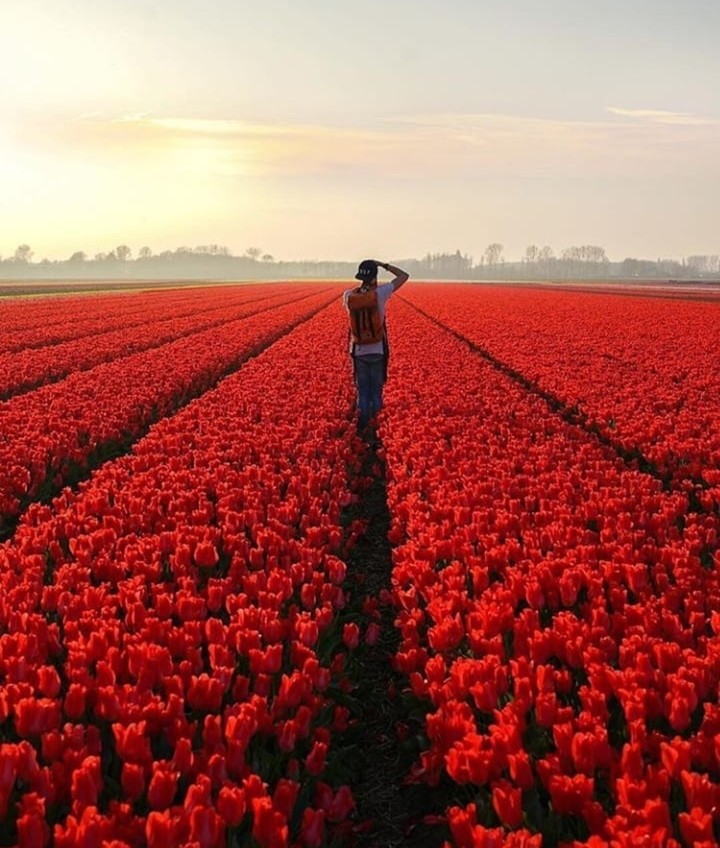 tulipanes