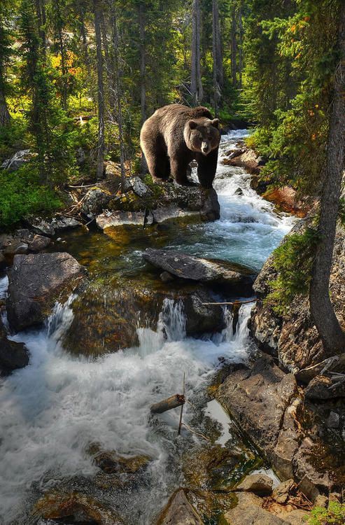 Bear