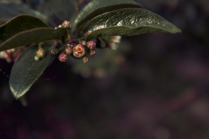 Природа