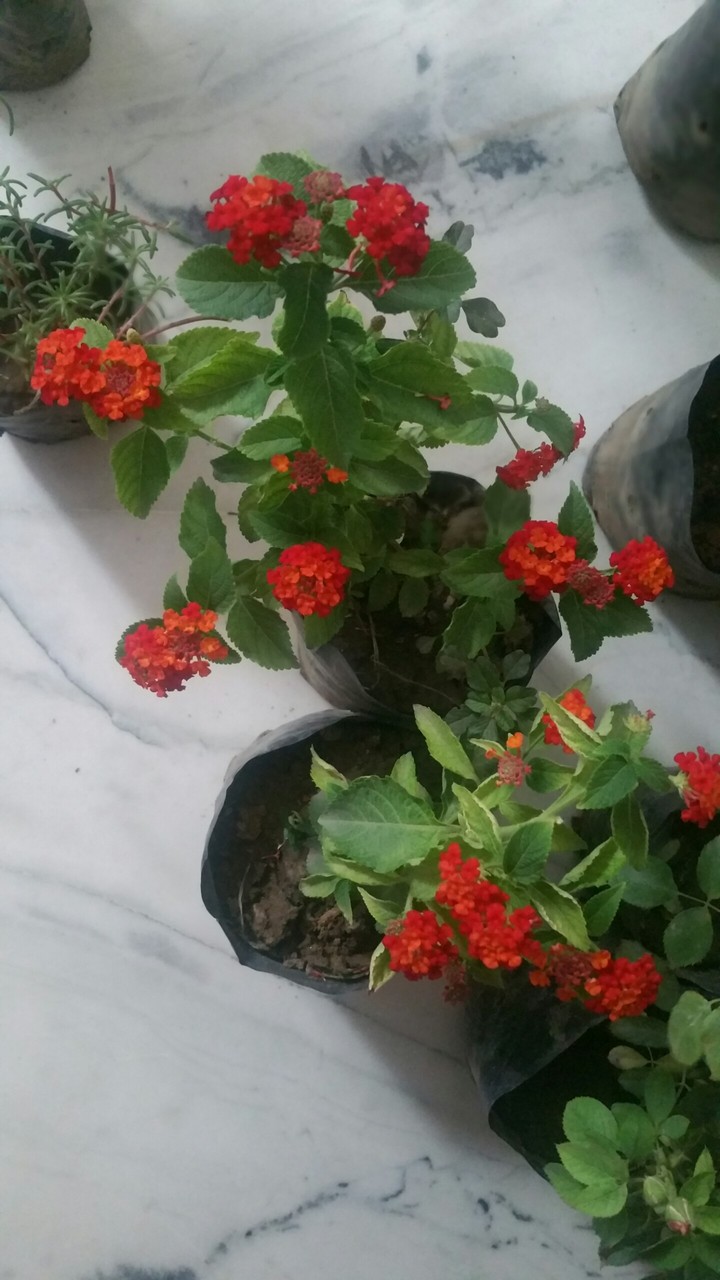 Flora