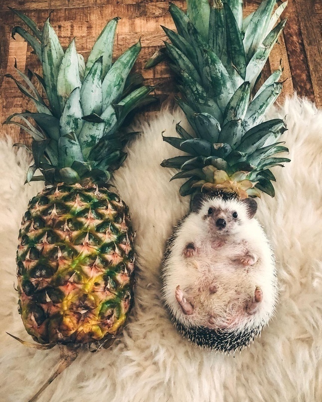 hedgehog
