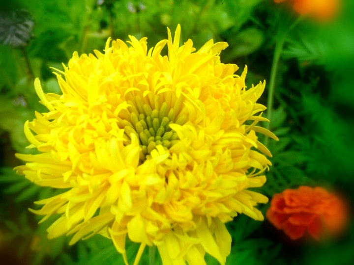 Favorite flower