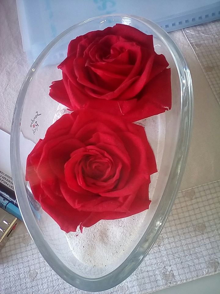 Rose Rosse