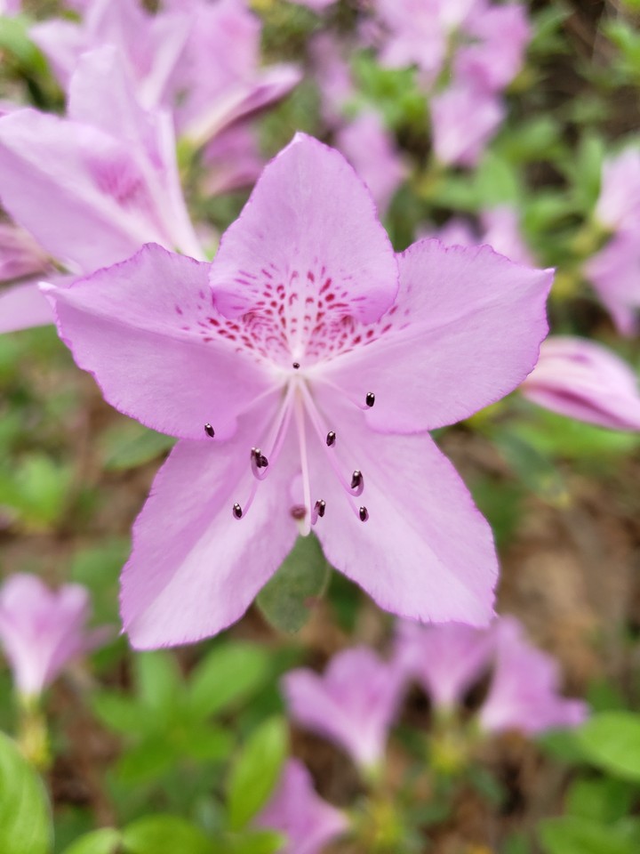 Nature's beauty