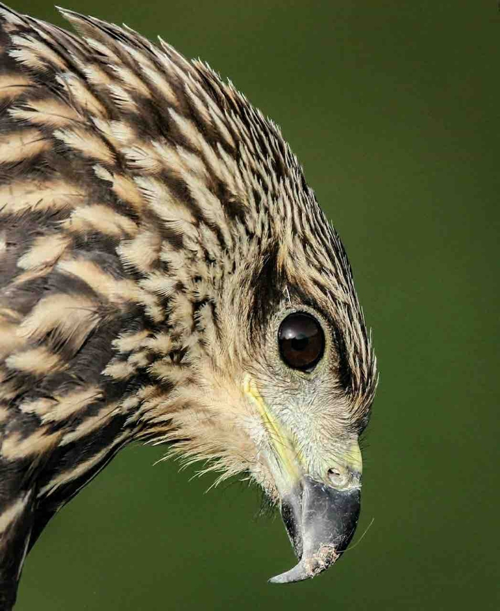 eagle