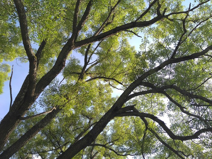 Branches