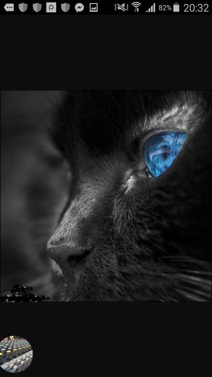 szexy cat