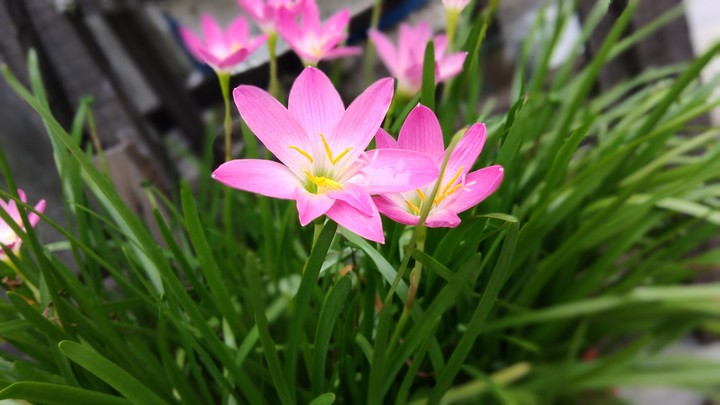 #lily