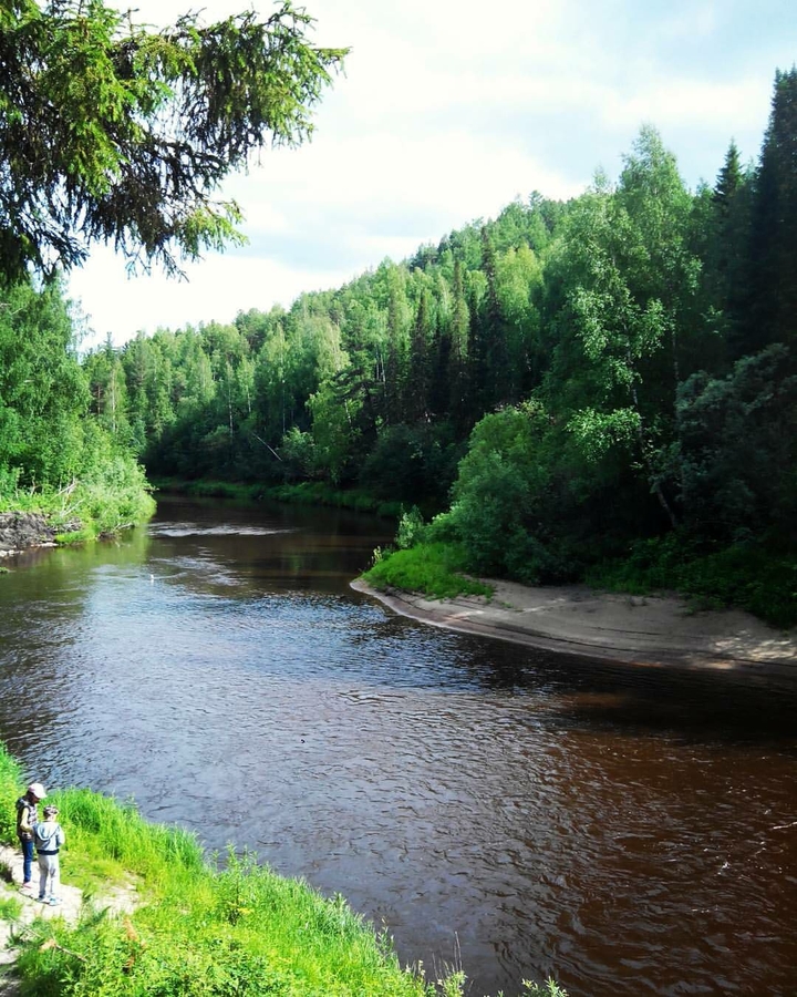 Forest