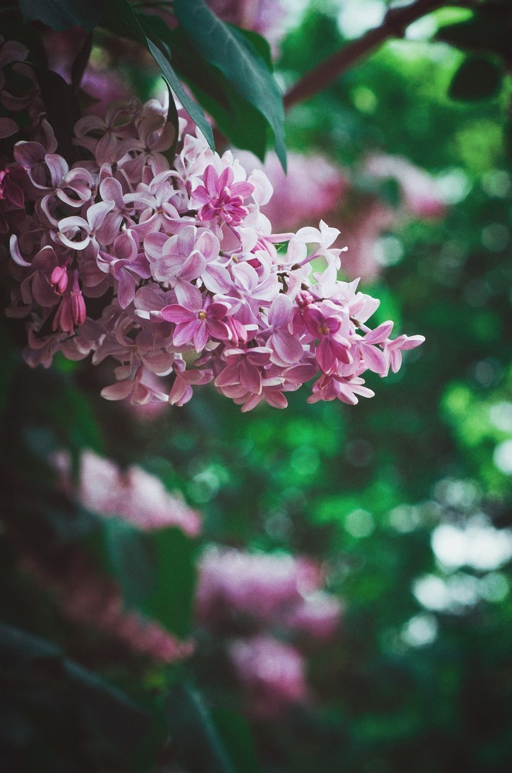 lilac