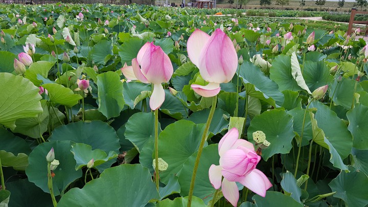 연꽃