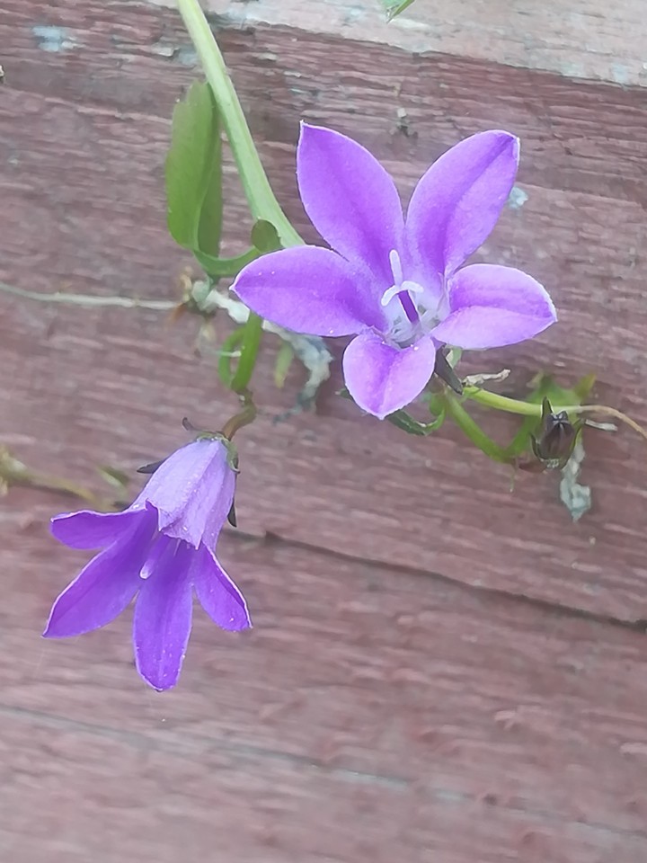 my garden...