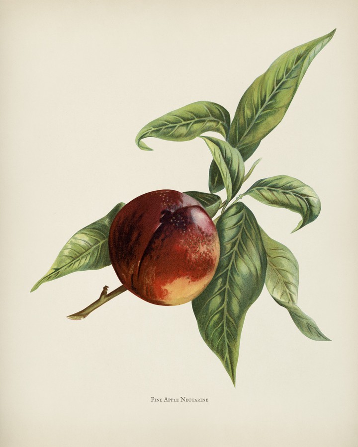 Nectarine
