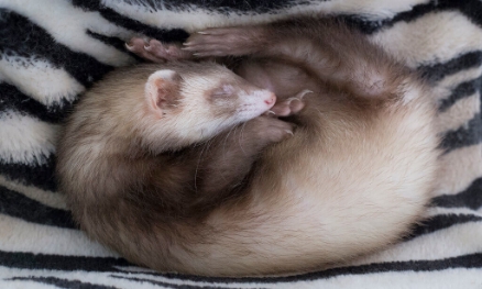 Sleeping Beauties