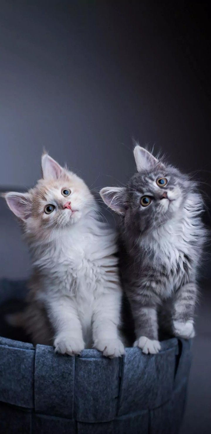 cat photoshoot