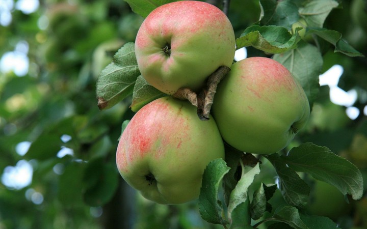 Love Apples...