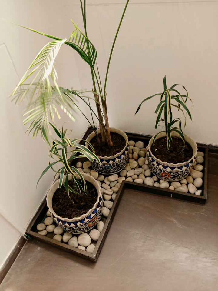 Plants??