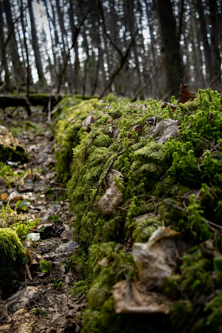 Woodland