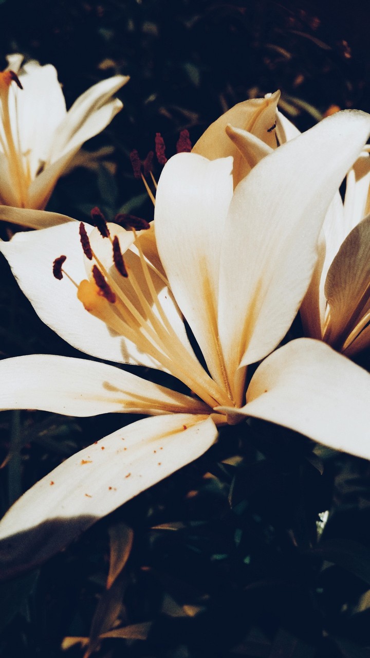lily prt.4