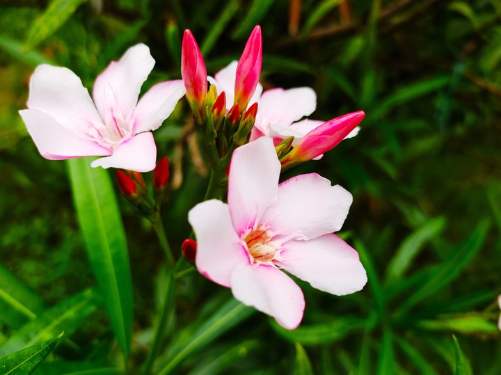 flower plant