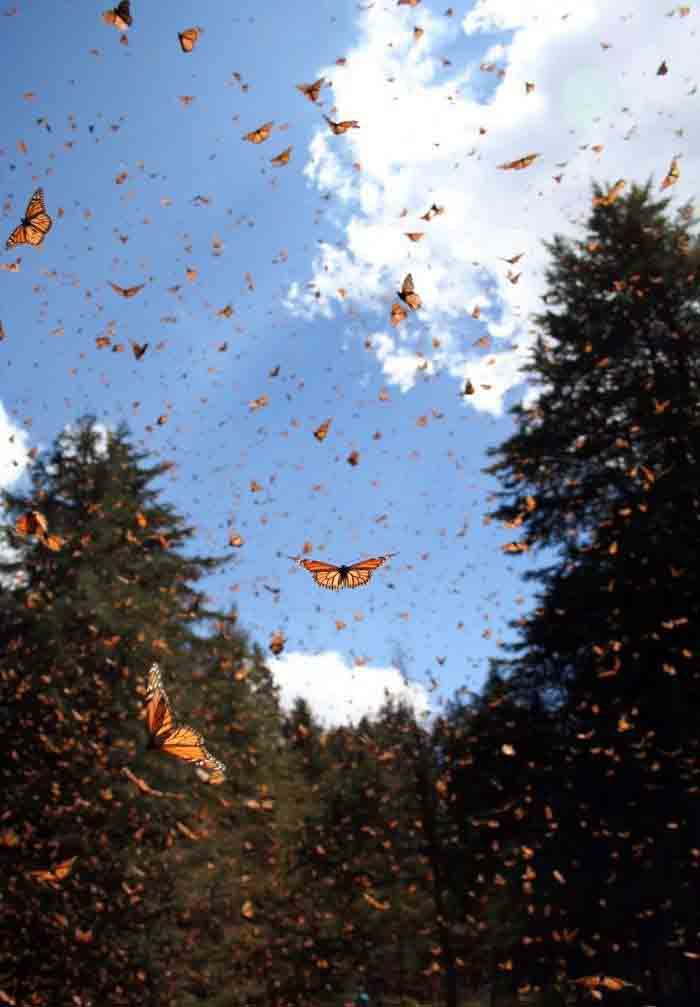 aesthetic butterfly ?