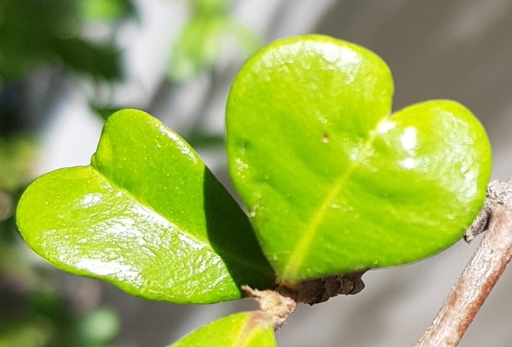 Natural Love