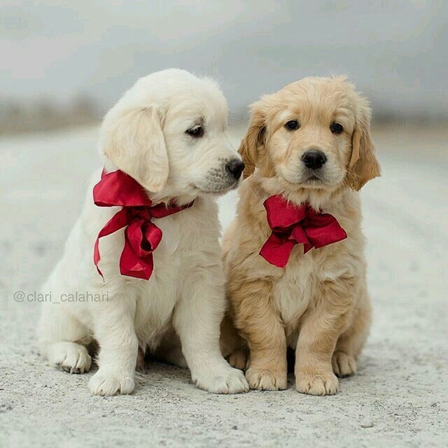 cuties