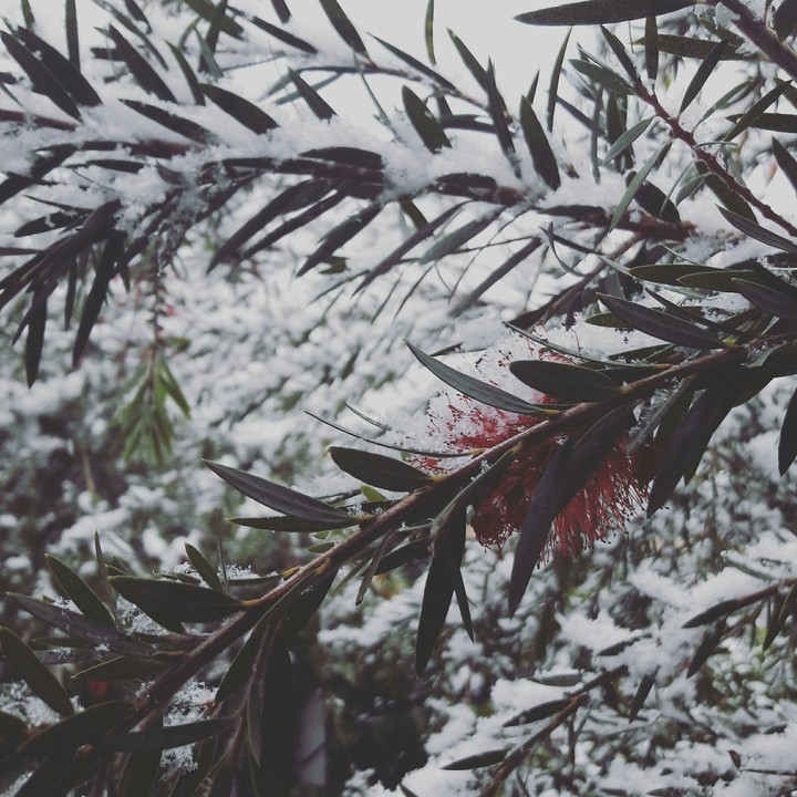 snowing