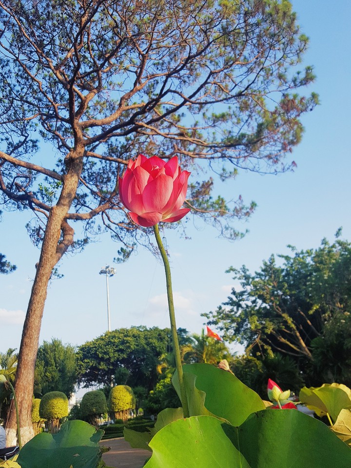 Lotus