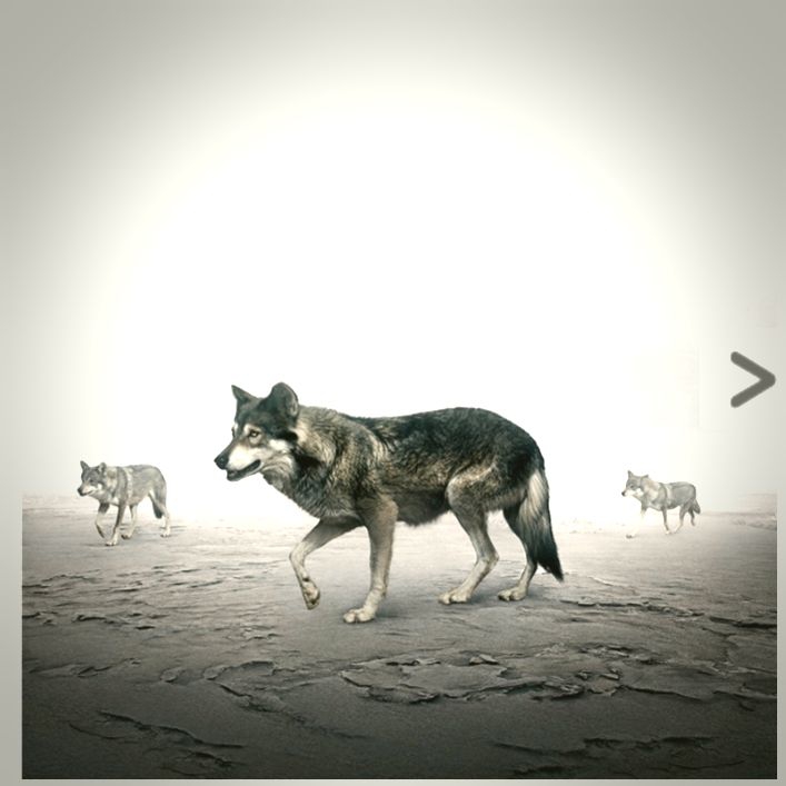 wolfe