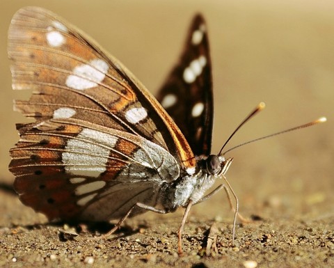fonds d'écran moth, admirals