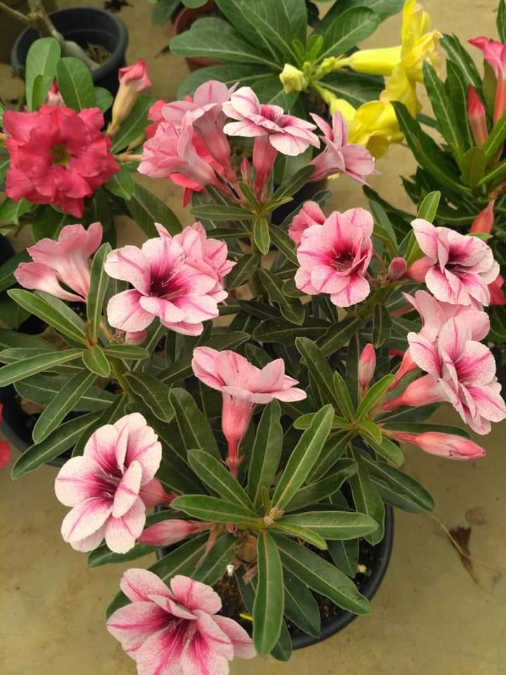 Adenium