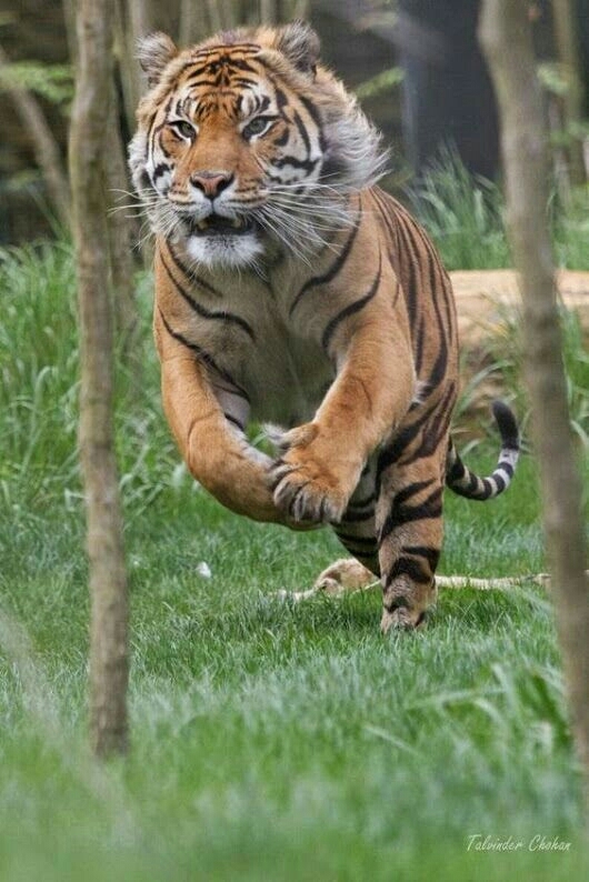 tiger