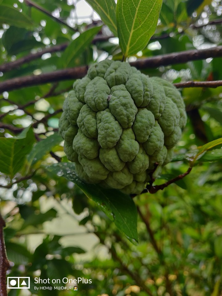 Rainydays! Nature moments ! Beauty captured !