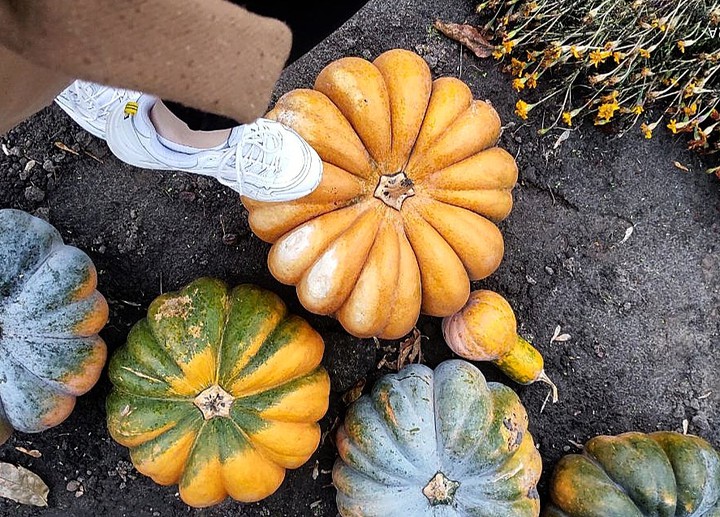 pumpkin