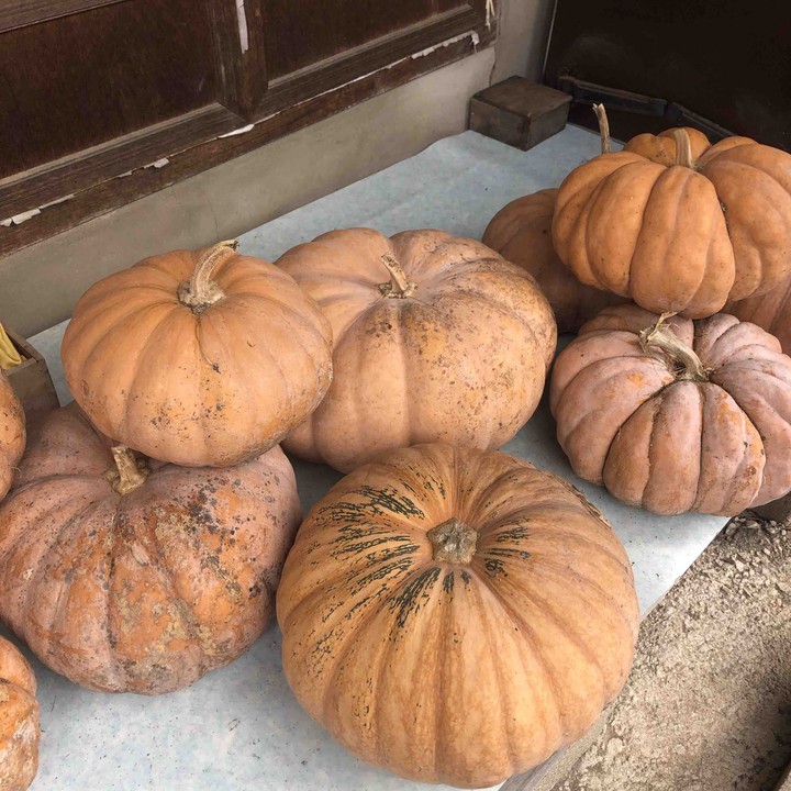 pumpkin !!