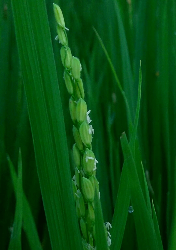 paddy field