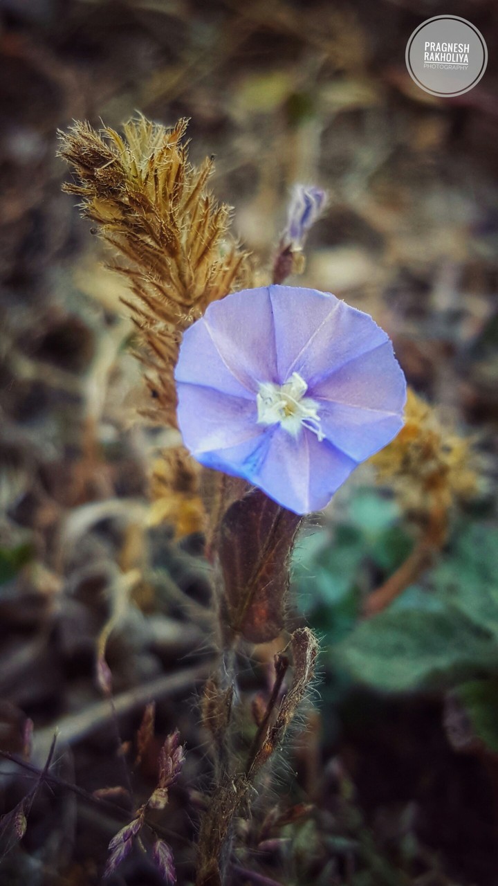 Every flower is a soul blossoming in nature.