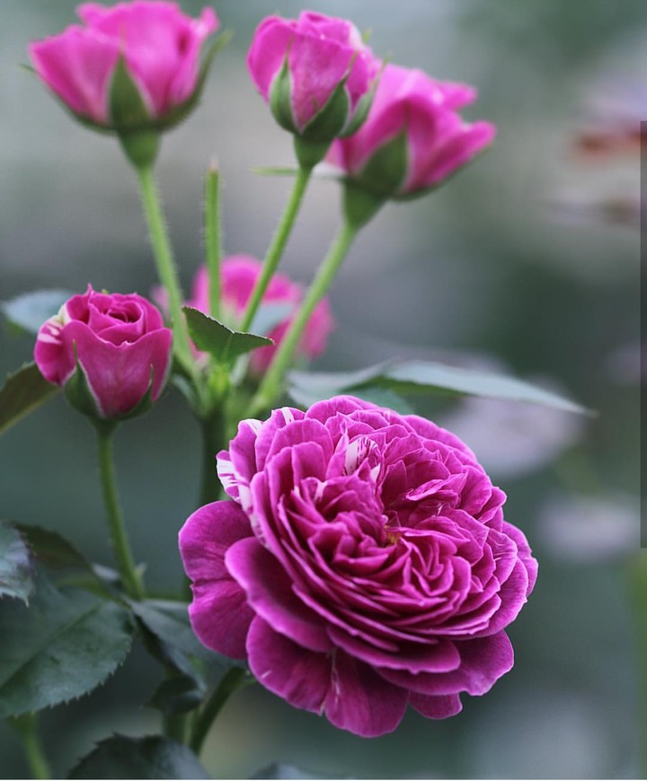 Roses růže