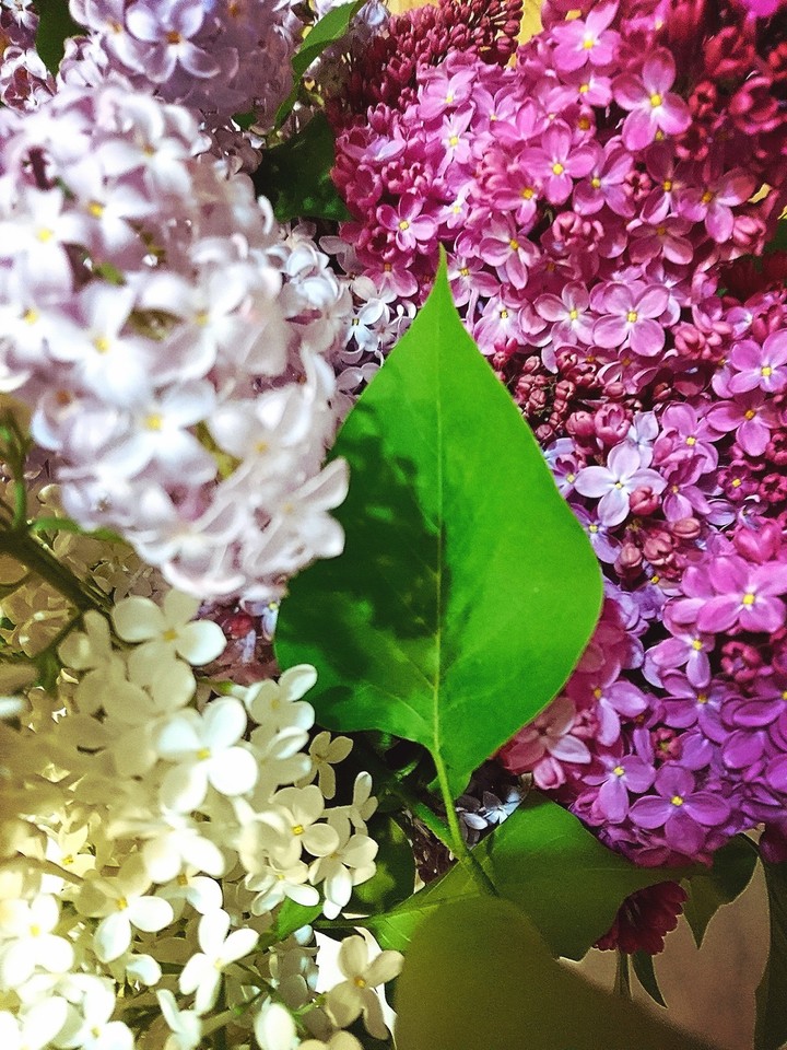 lilac