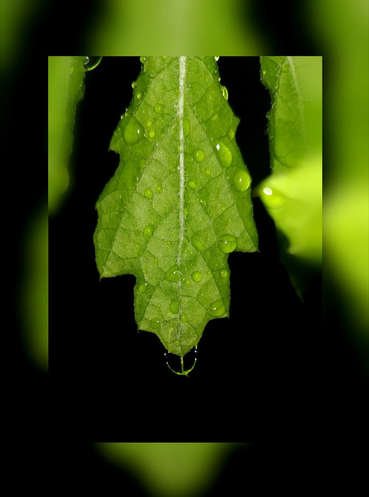 leaf