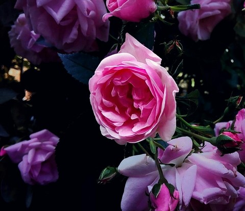 roseLH