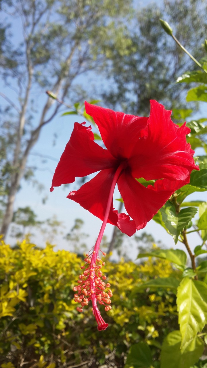 Flower