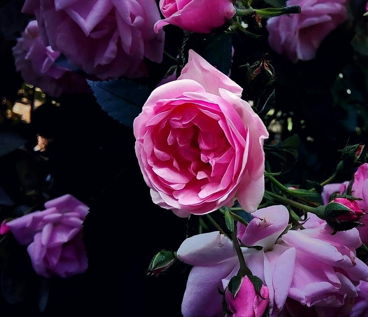 roseLH
