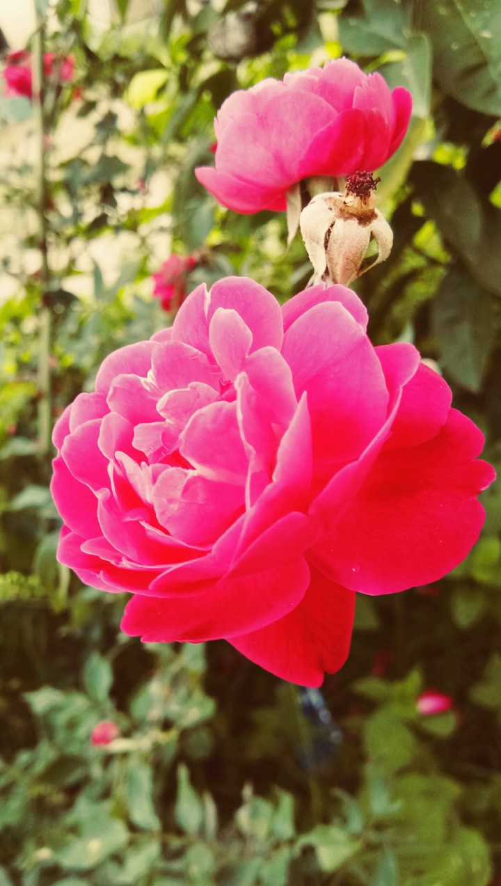 red roses