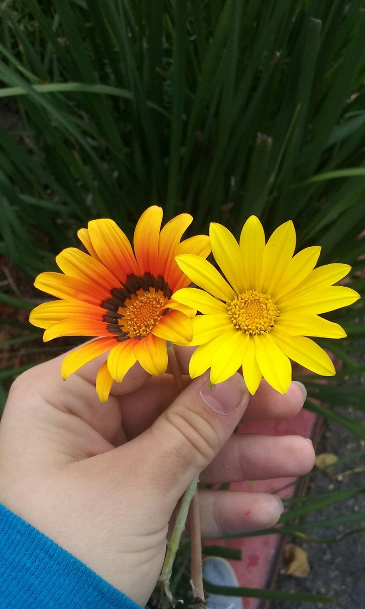 Flowers