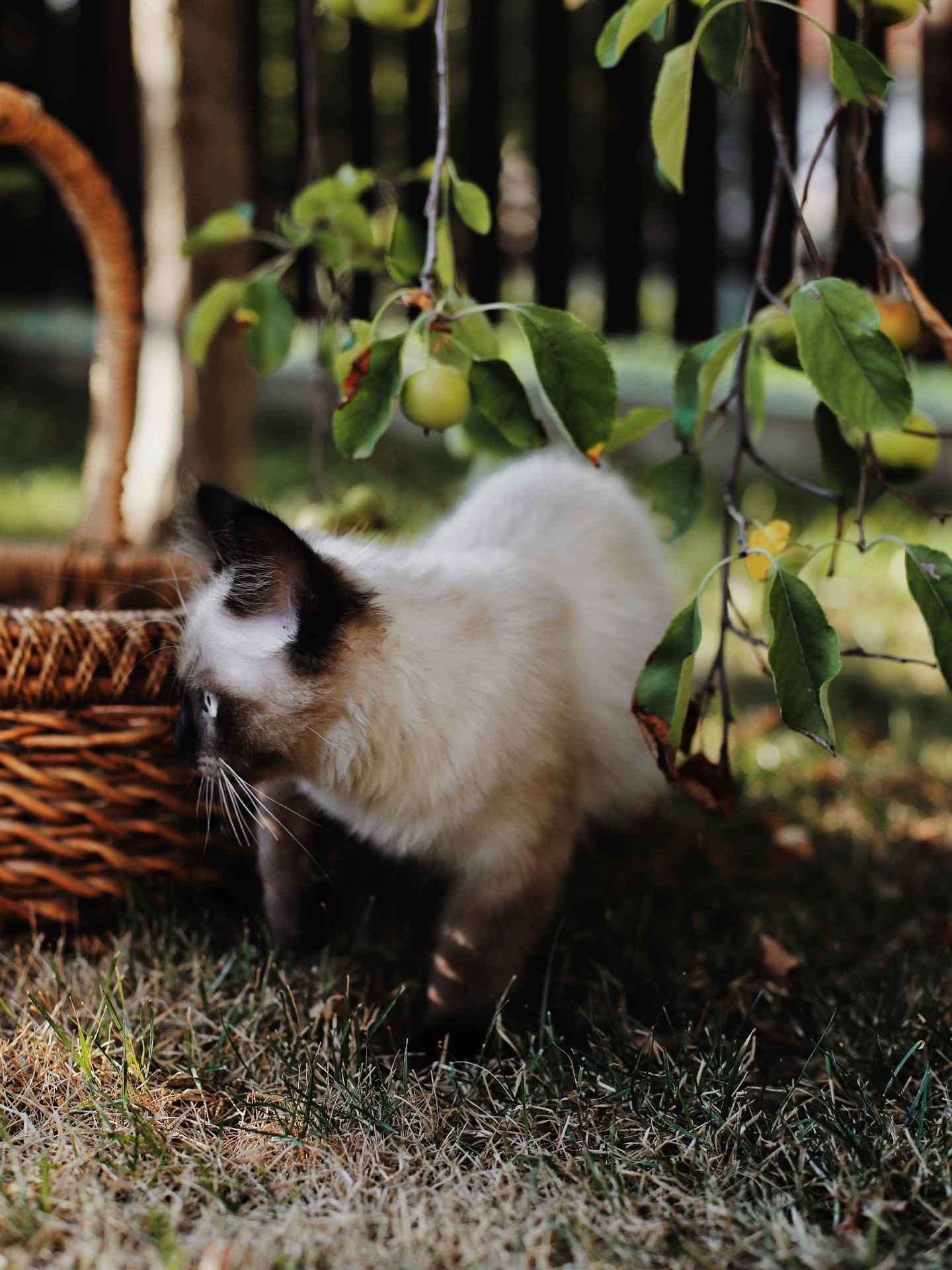 fur, felinae壁纸