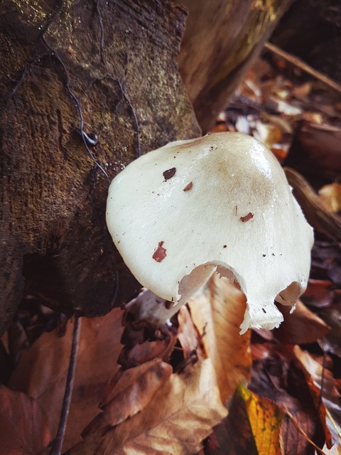 Autumn mushroom